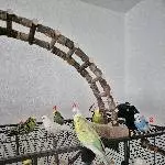 8 Wellensittiche abzugeben Bild 1