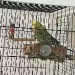 Hoshi sucht ein liebevolles Zuhause im Raum Stuttgart Bild 1