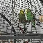 Hoshi sucht ein liebevolles Zuhause im Raum Stuttgart Bild 6