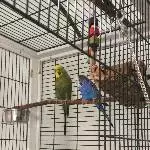 Hoshi sucht ein liebevolles Zuhause im Raum Stuttgart Bild 4