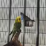 Hoshi sucht ein liebevolles Zuhause im Raum Stuttgart Bild 3