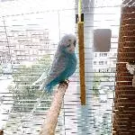 Älterer Welli sucht zu Hause Bild 1