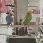 Einsamer Welli sucht neues Zuhause Bild 1