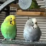 4 Wellensittiche suchen ein neues Zuhause Bild 1