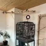 4 Wellensittiche suchen ein neues Zuhause Bild 5