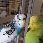 2 Wellensittiche abzugeben Bild 1