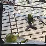 Wellis mit Circovirus suchen Anschluss Bild 3