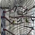 Wellis mit Circovirus suchen Anschluss Bild 5