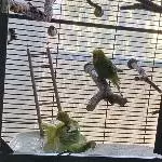 Wellis mit Circovirus suchen Anschluss Bild 2