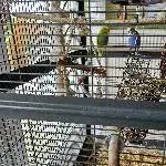 Larry sucht ein neues Zuhause Bild 1