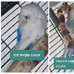 Vermittlung meiner Wellis Bild 3