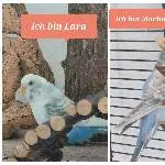 Vermittlung meiner Wellis Bild 5