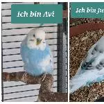 Vermittlung meiner Wellis Bild 1