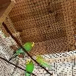 3 Wellis suchen ein neues Zuhause Bild 2