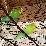 3 Wellis suchen ein neues Zuhause Bild 1