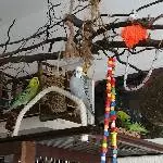 3 Wellensittiche suchen ein schönes neues Zu Hause Bild 8