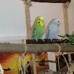 3 Wellensittiche suchen ein schönes neues Zu Hause Bild 6