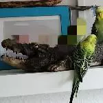 3 Wellensittiche suchen ein schönes neues Zu Hause Bild 10