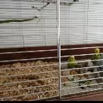 3 Wellensittiche suchen ein schönes neues Zu Hause Bild 11