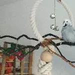 3 Wellensittiche suchen ein schönes neues Zu Hause Bild 2