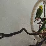 3 Wellensittiche suchen ein schönes neues Zu Hause Bild 12