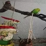 3 Wellensittiche suchen ein schönes neues Zu Hause Bild 3