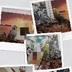 3 Wellensittiche suchen ein schönes neues Zu Hause Bild 4