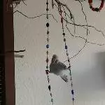 3 Wellensittiche suchen ein schönes neues Zu Hause Bild 7