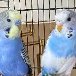 Wellensittiche suchen ein neues Zuhause Bild 1