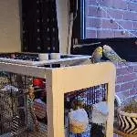 Wir suchen ein Zuhause für unsere hübsche Henne Bild 1
