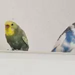 Freya und Sky brauchen ein schönes neues Zuhause Bild 2