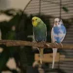 Freya und Sky brauchen ein schönes neues Zuhause Bild 1