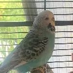Lebenslustige Henne sucht Schwarmanschluss Bild 1
