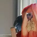 Wellihahn Paul sucht einen Partner im neuen Zuhause Bild 1