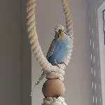 Wellihahn Paul sucht einen Partner im neuen Zuhause Bild 2