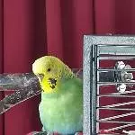 Gelber Welli-Hahn Snoopy 7 Jahre, mit Henne Alisa 3 Jahre Bild 1