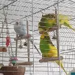 Wellensittich Hahn zu vermitteln Bild 1