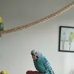 3 handzahme Wellensittiche abzugeben Bild 3