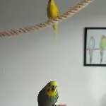 3 handzahme Wellensittiche abzugeben Bild 4