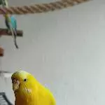 3 handzahme Wellensittiche abzugeben Bild 2