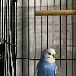 Wellis suchen neues Zuhause Bild 2