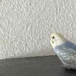 Wellis suchen neues Zuhause Bild 3