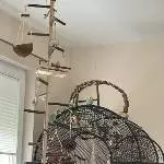 Dringend!!! 5 Wellis suchen ein Zuhause Bild 1