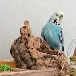 4 Wellensittiche  abzugeben Bild 1