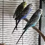 4 Wellensittiche  abzugeben Bild 2