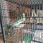 Wellensittiche abzugeben Bild 1