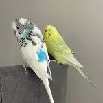 Liebevolle Wellis suchen neuen Schwarm Bild 1