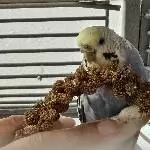 Joshy und Peach suchen ein neues Zuhause Bild 1