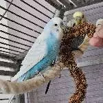 Joshy und Peach suchen ein neues Zuhause Bild 2
