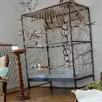 3 Wellensittiche Bild 2